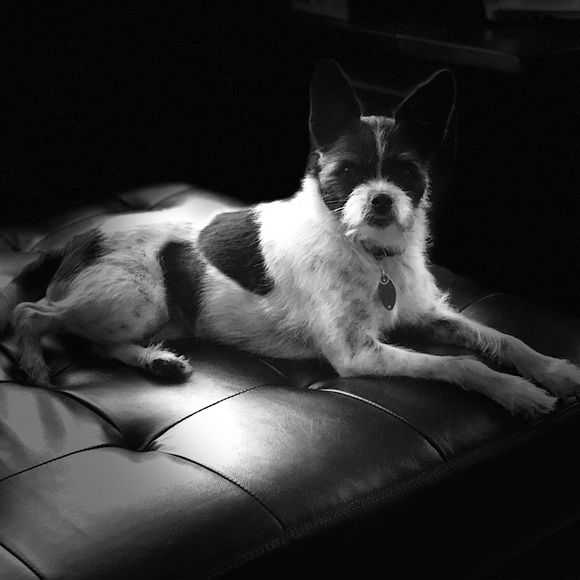 Meet your Posher, Patsy - Picture 3 of 4